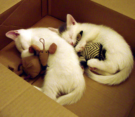 末节狂飙32分！森林狼窒息防守撕裂雷霆，冠军相初显