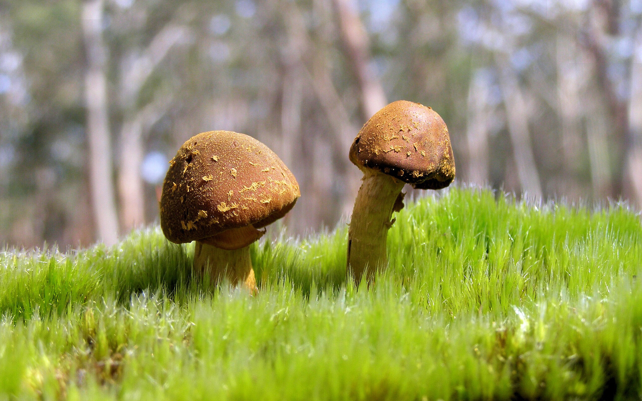 前场巨兽与后卫洪流，季后赛卡位战的双生启示