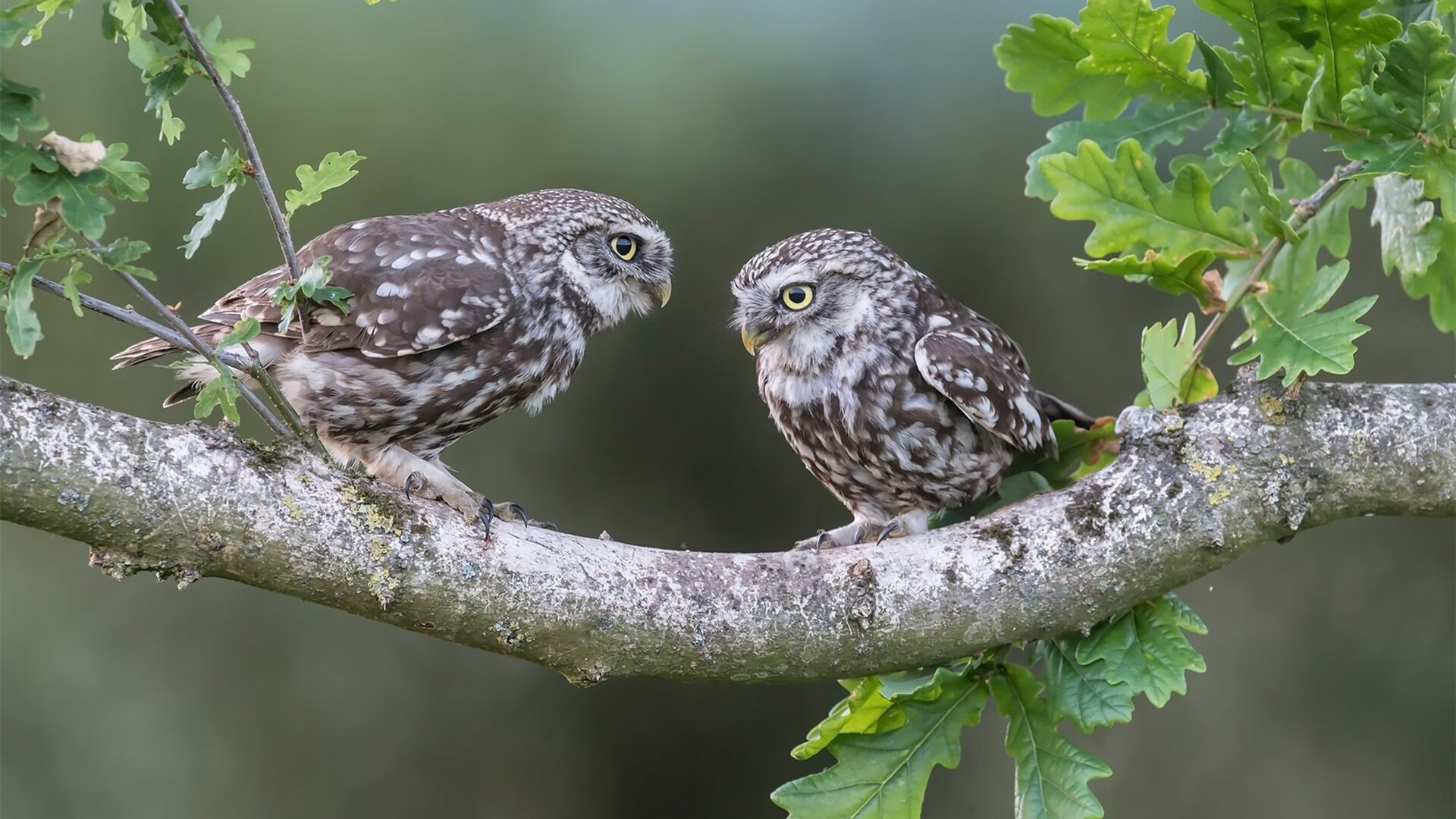 跨界风暴，马刺横扫上海队，东契奇F1揭幕战称王