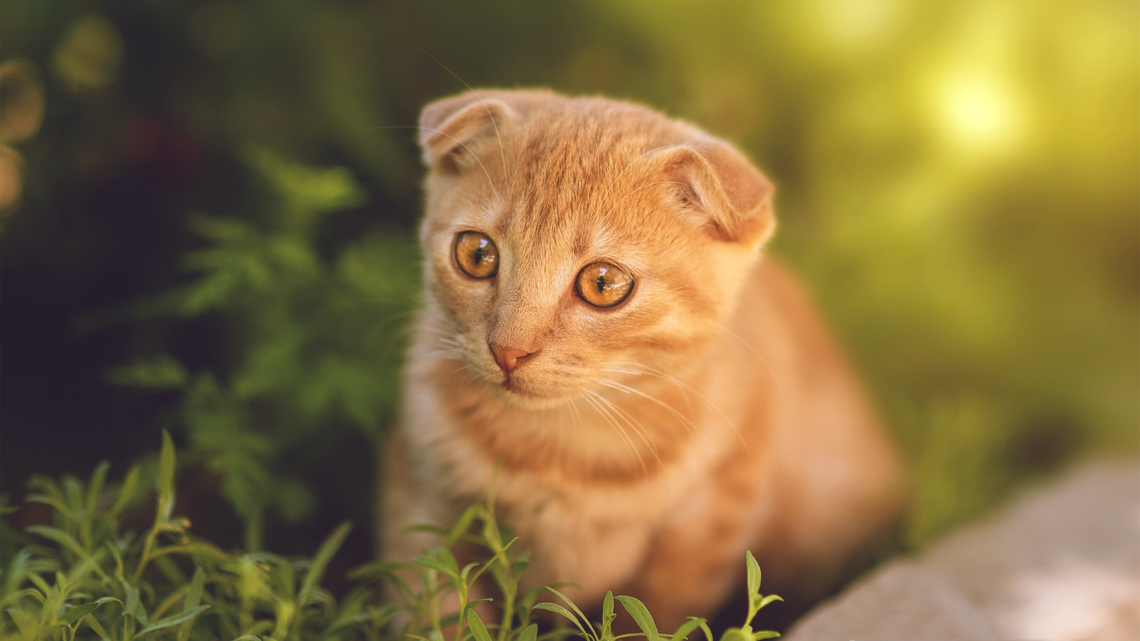 坚冰与火焰，德罗赞关键一击撕裂森林狼不败金身