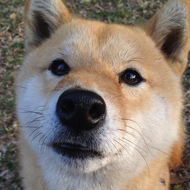 极速狂飙与铁血防线，王冠之重，唯血性与智慧可承