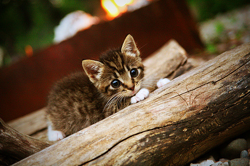 篮球奇观!吉林队单节打出47-10,创造CBA唯一击败NBA球队的纪录