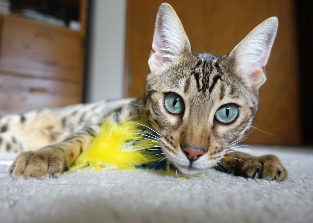 马赛对阵贝蒂斯的战术博弈中，福登的无解表现如何诠释足球的唯一性？